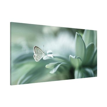 Lavagna magnetica - Farfalla E Gocce di rugiada In Pastel Verde - Panorama formato orizzontale