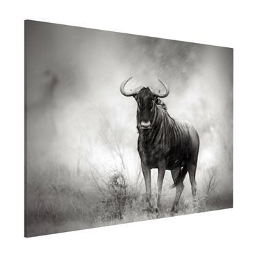 Lavagna magnetica - Staring Wildebeest - Formato orizzontale 3:4
