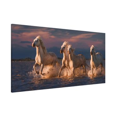 Lavagna magnetica - Cavalli selvaggi in Kamargue - Panorama formato orizzontale