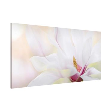 Lavagna magnetica - Delicate Magnolia Blossom - Panorama formato orizzontale