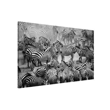 Lavagna magnetica - Zebra Herd II - Formato orizzontale