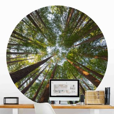 Carta da parati rotonda autoadesiva - cime degli alberi Sequoia