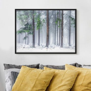 Poster con cornice - Alberi di conifere in inverno