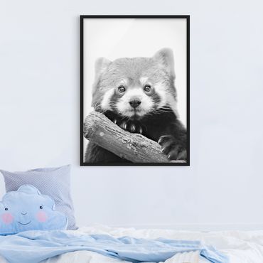 Poster con cornice - Panda rosso in bianco e nero