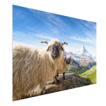 Stampa su Forex - Pecore naso nero di Zermatt - Formato orizzontale 3:2