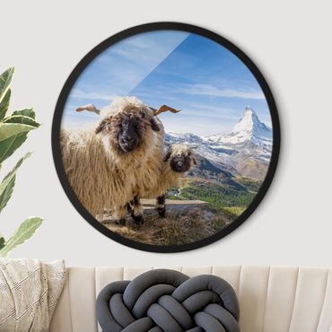Quadro rotondo incorniciato - Pecore naso nero di Zermatt