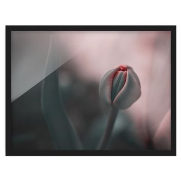 Poster con cornice - Tulipano sensuale
