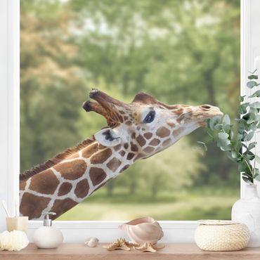Adesivi da finestra no.302 searching giraffe