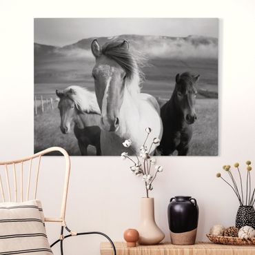 Quadro su tela - Cavalli selvaggi in bianco e nero