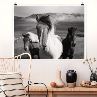 Poster - Cavalli selvaggi in bianco e nero