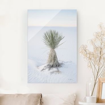 Quadro in vetro - Palma Yucca nella sabbia bianca