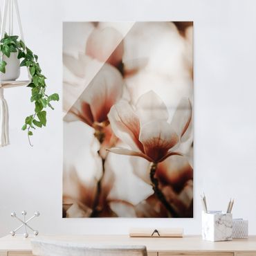 Quadro in vetro - Fioriture di magnolia delicate nel gioco di luce