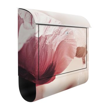 Cassetta postale - Papaveri delicati rosati con gocce d'acqua