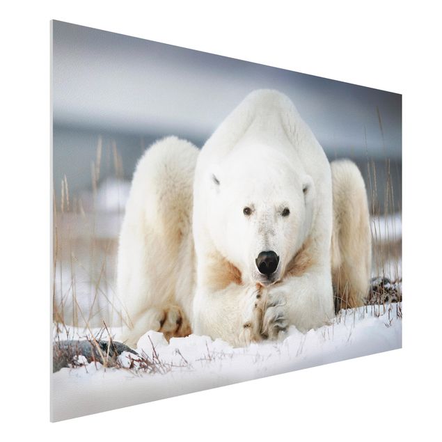 Quadro con orso Orso polare contemplativo