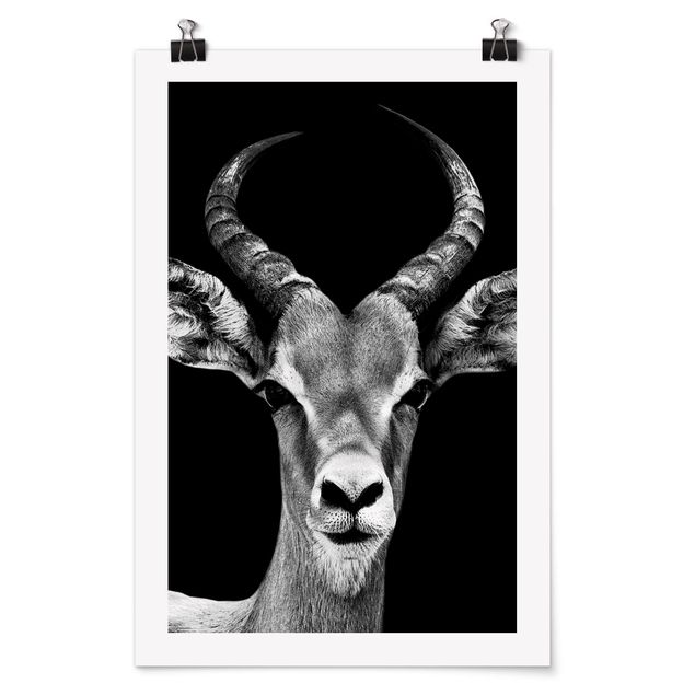 Quadri con animali Antilope Impala in bianco e nero