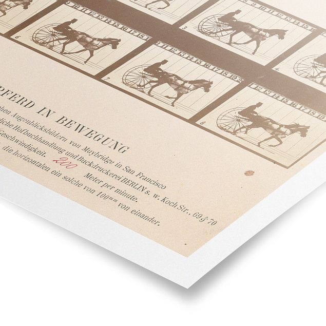 Poster vintage Eadweard Muybridge - Il cavallo in movimento