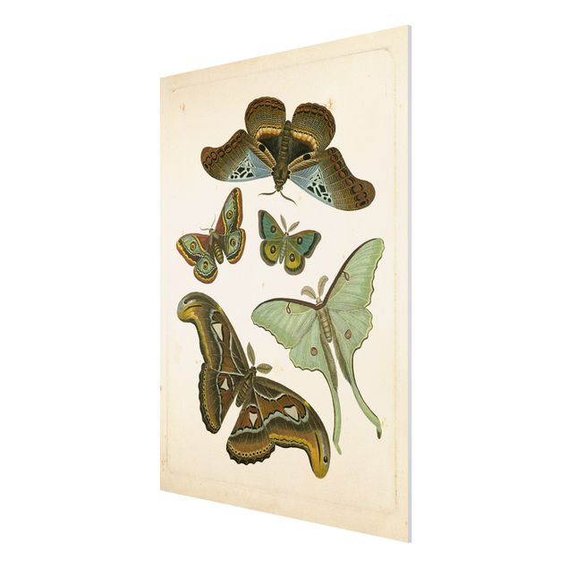 Quadri animali Illustrazione vintage Farfalle esotiche II
