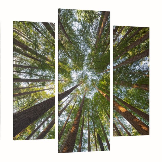 Quadro su tela componibile Cime di Sequoia