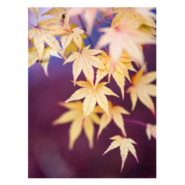 Lavagne magnetiche con fiori Acero d'autunno
