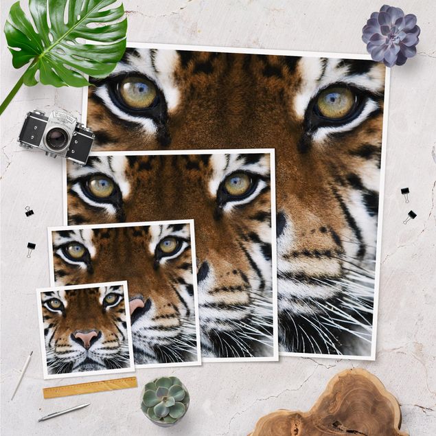 Stampe poster Occhi di tigre