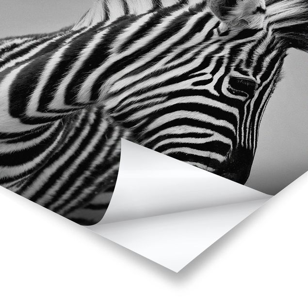 Poster in bianco e nero Ritratto di piccola zebra II