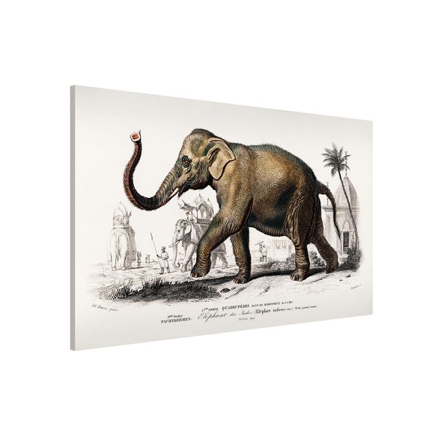 Quadri paesaggistici Bacheca vintage Elefante