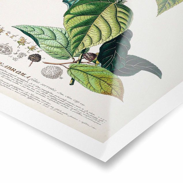 Poster Illustrazione botanica vintage Cacao
