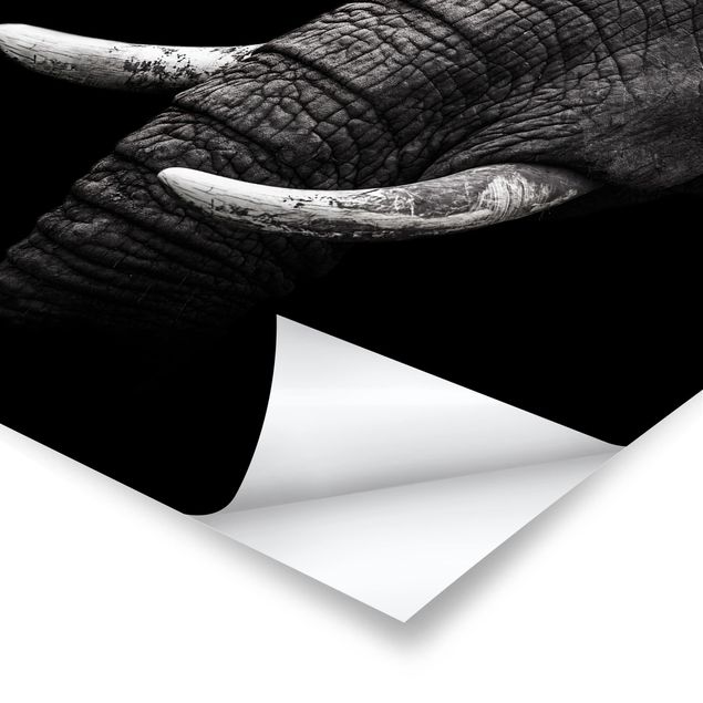 Poster bianco nero Ritratto di elefante scuro