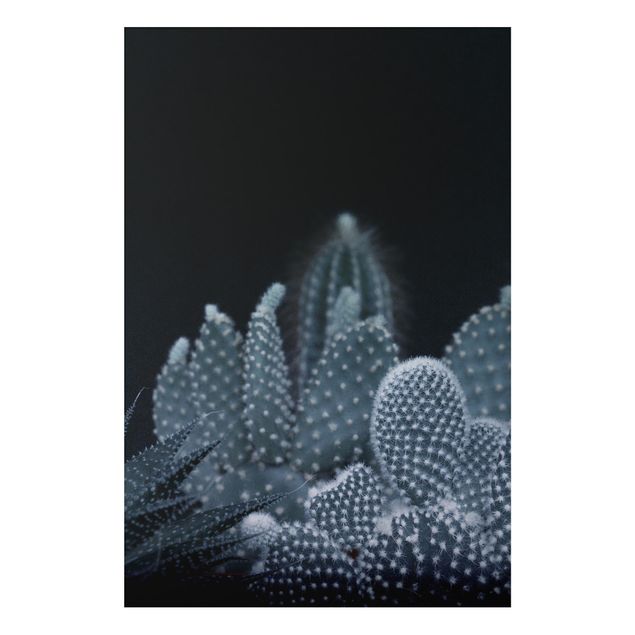 Quadri con fiori Famiglia di cactus di notte