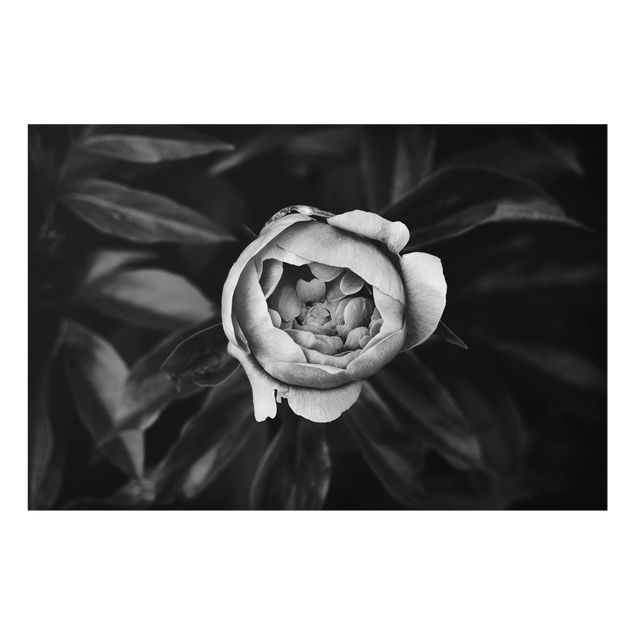 Paraschizzi in vetro - Peony Flower White Front Leaves Black