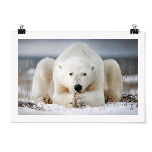 Poster animali Orso polare contemplativo