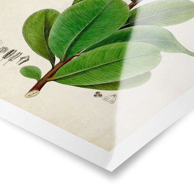 Stampe poster Poster con piante caducifoglie VIII