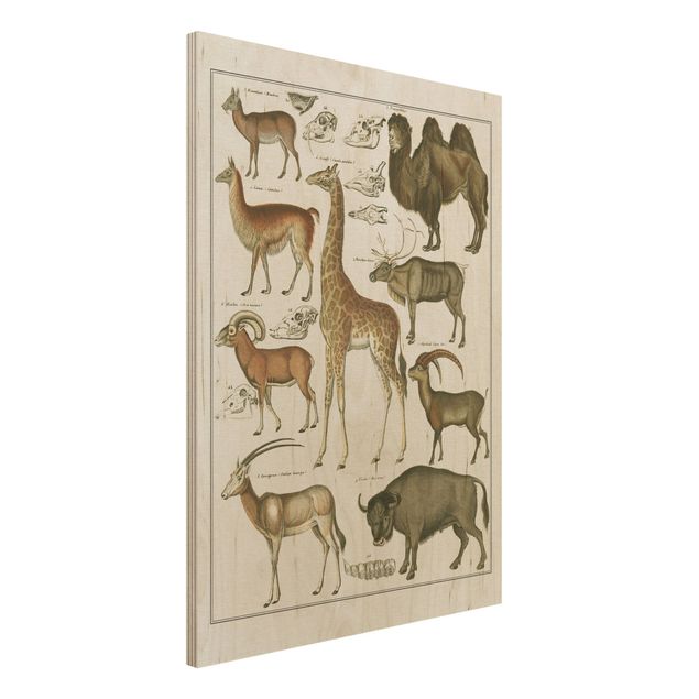 Quadri in legno con paesaggio Bacheca Vintage Giraffa, cammello e lama