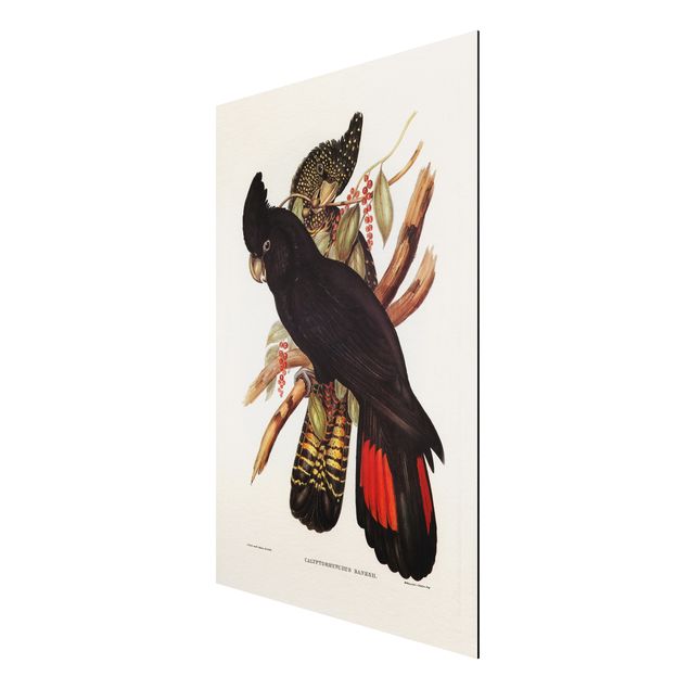 Quadro animali Illustrazione vintage Cacatua nero Oro nero