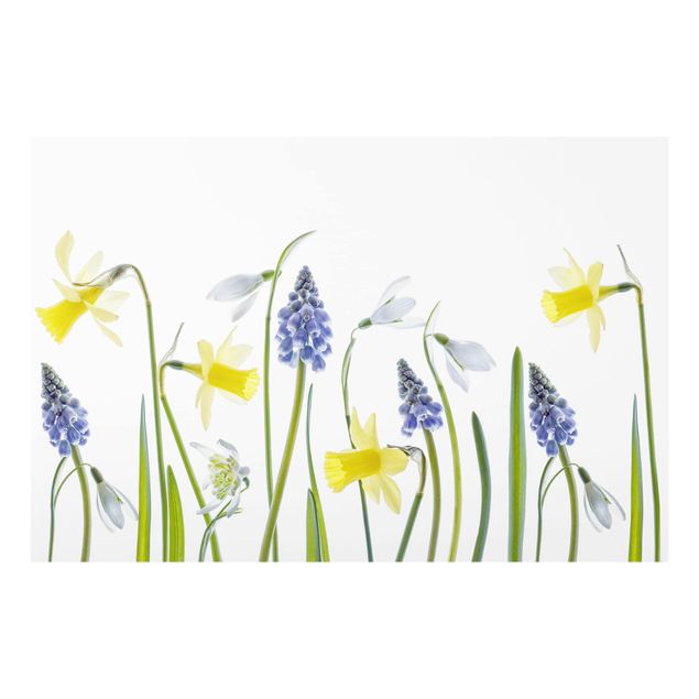 Paraschizzi in vetro - Spring Flowering