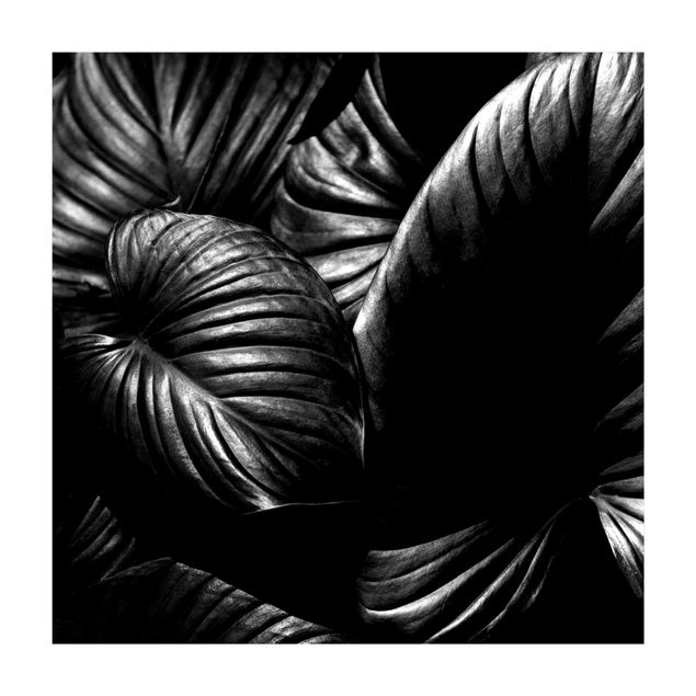 Tappeti con motivi naturali Hosta botanica in bianco e nero
