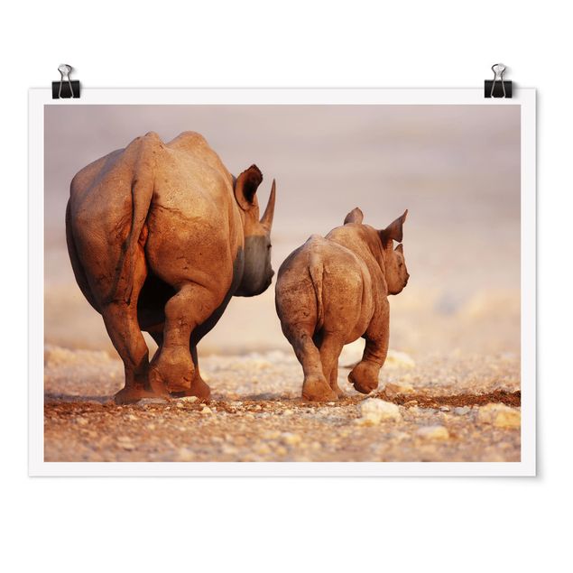 Poster con animali Rinoceronti erranti