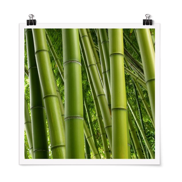 Quadri con bambù Alberi di bambù