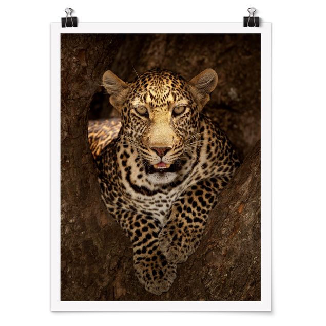 Poster con animali Leopardo che riposa su un albero