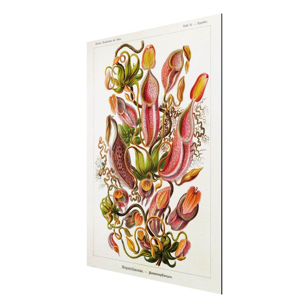 Quadro floreale Bacheca vintage illustrazione piante rosso verde