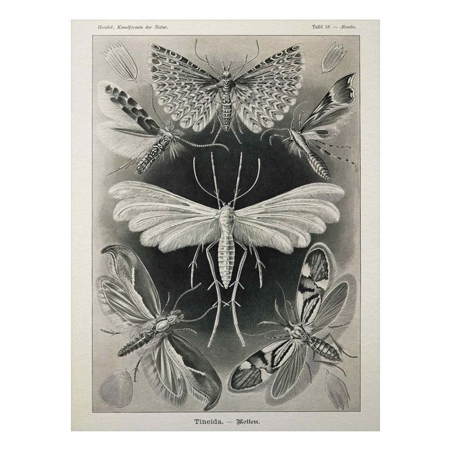 Quadri bianco e nero Bacheca Vintage Falene e farfalle