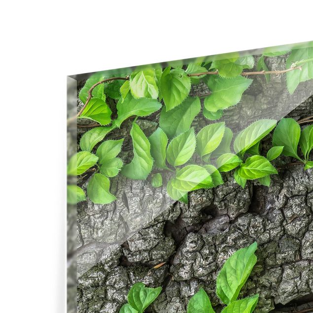 Paraschizzi in vetro - Ivy Tree Bark