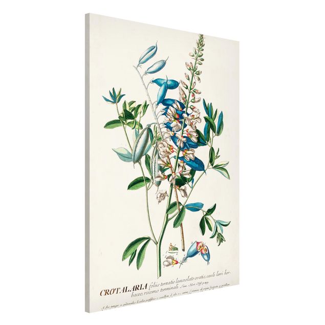 Lavagne magnetiche con fiori Illustrazione botanica vintage Legumi