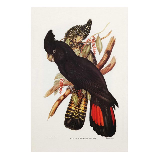 Quadri stampe Illustrazione vintage Cacatua nero Oro nero