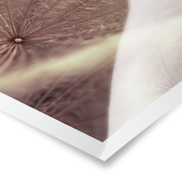 Poster - Dettagliata Dandelion Macro Shot con sfocatura effetto vintage - Panorama formato orizzontale