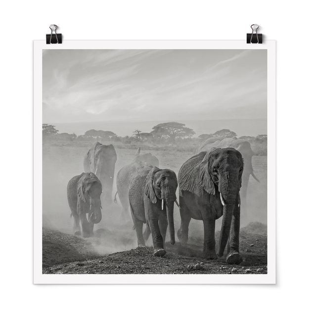 Quadri con elefanti Branco di elefanti