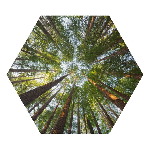 Quadro natura Cime di Sequoia