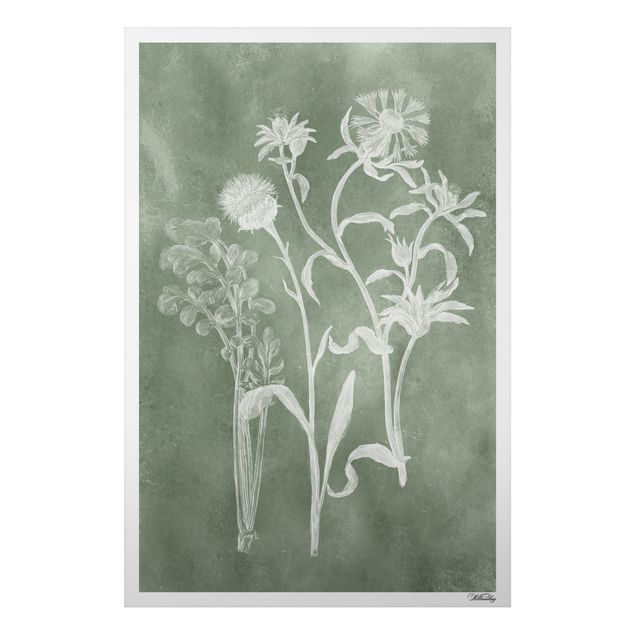 Quadri con fiori Illustrazione vintage Salvia II