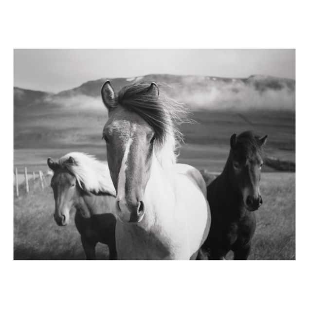 Quadri moderni   Cavalli selvaggi in bianco e nero