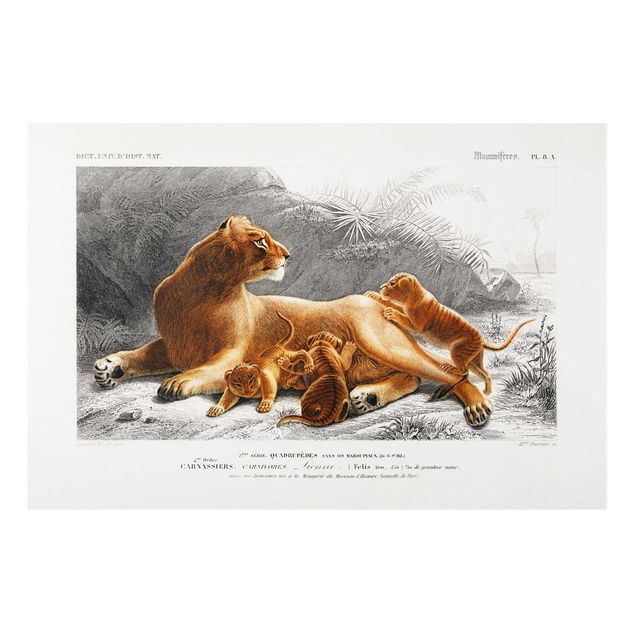 Quadri con paesaggio Bacheca Vintage Leonessa e cuccioli di leone